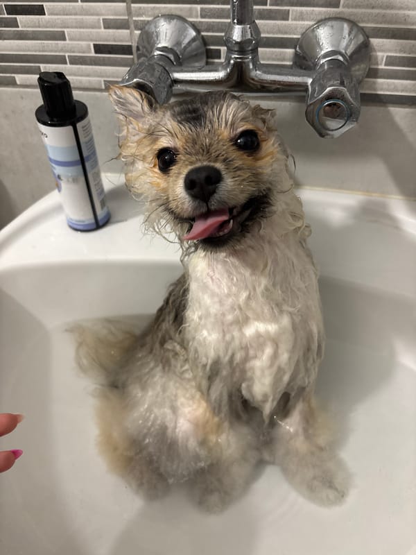 Small dog gets bath and walk in Plovdiv