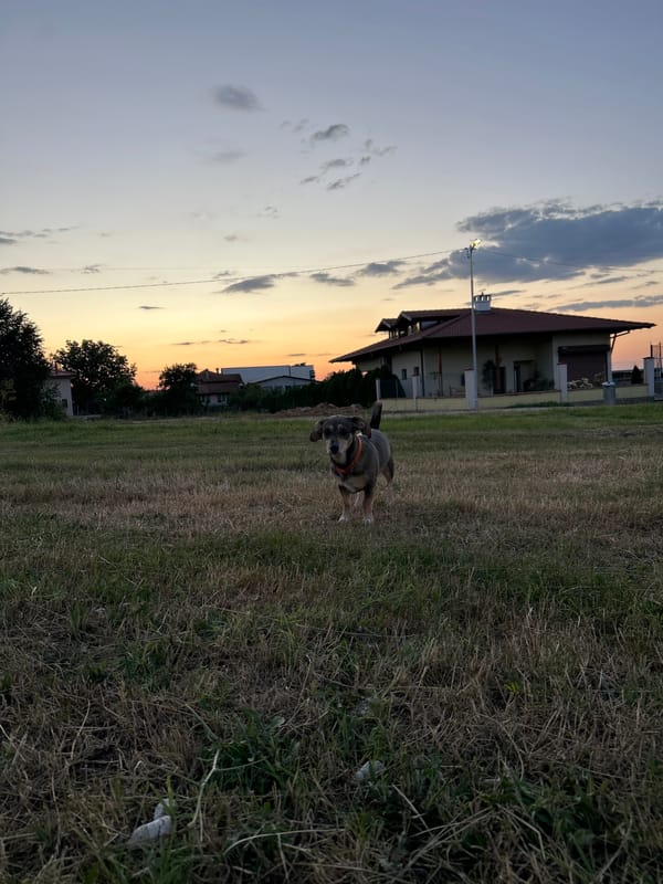 Dogs out at dusk, fields and courts at golden hour