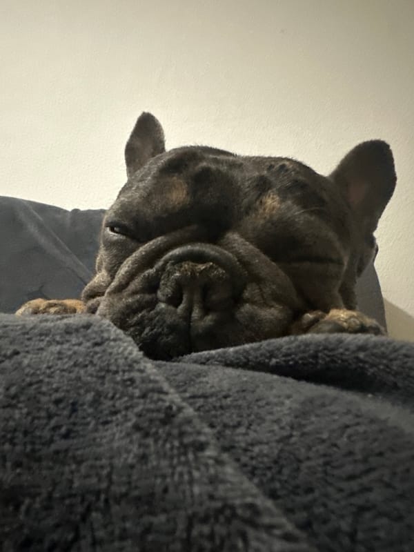 French Bulldog naps indoors while moonlight falls over the city