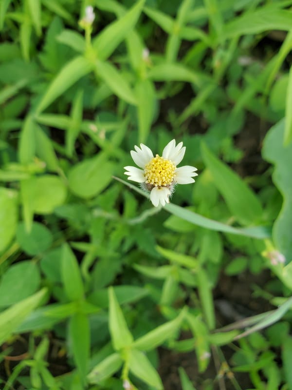 Small flower blooms in green field, Mararaba Nigeria