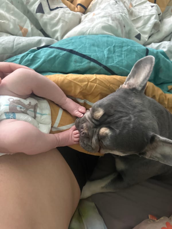 French Bulldog Shares Gentle Morning Moments With Baby
