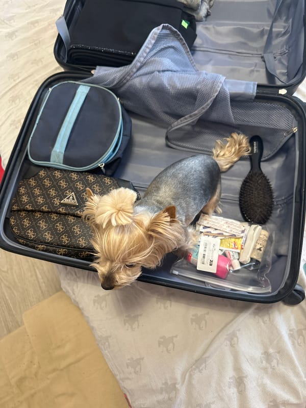 Yorkshire Terrier found in packed suitcase in Sofia home