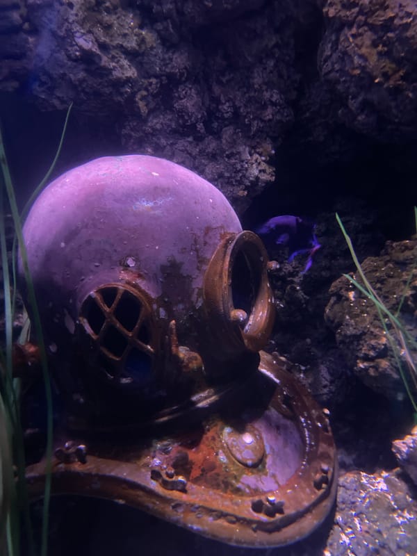 Morning at a London aquarium, coral reefs and tank exhibits