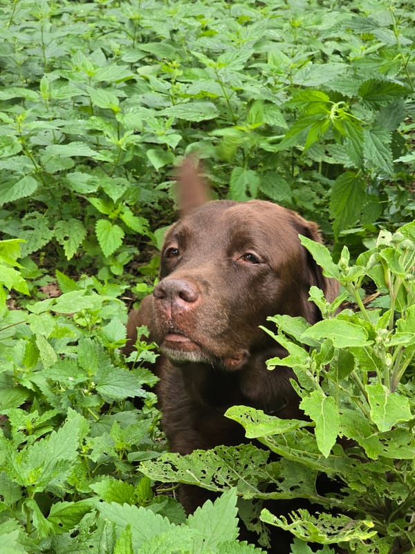 Chocolate lab peers out from a dense nettle patch