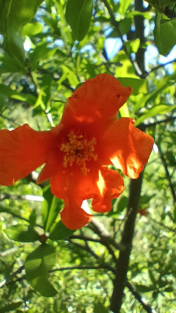 Morning garden photography session captures flora and fauna in Bulgaria