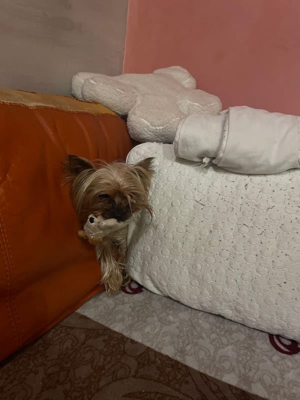 Yorkshire Terrier rests indoors in Burgas home