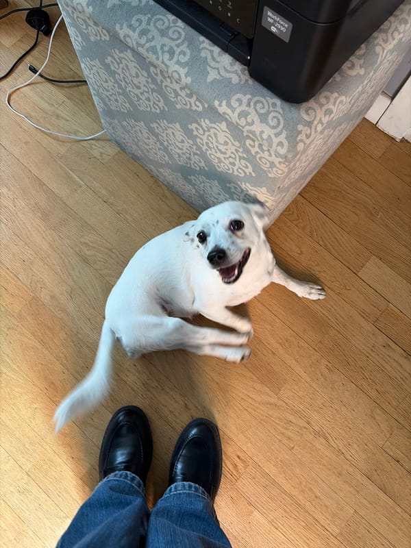 Two dogs rest indoors in Milan residential setting