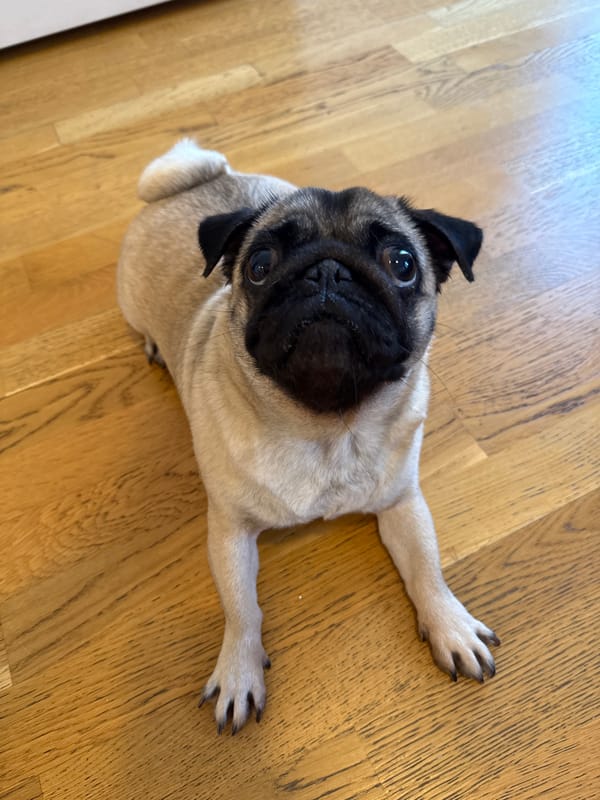 Fawn pug doing pug things on a quiet morning