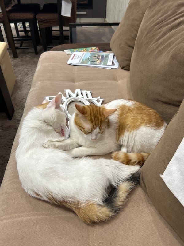 Two cats rest together on couch in Dupnitsa