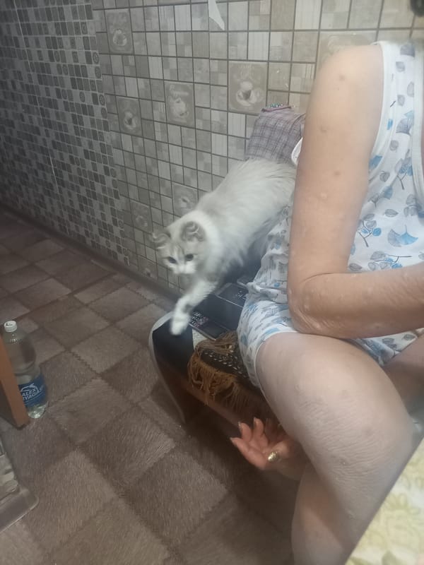 Blue-eyed cat near food bowl, Karaganda apartment