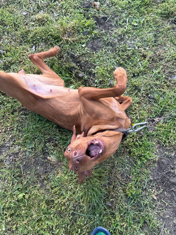 Dog receives attention from owners in Bulgarian village