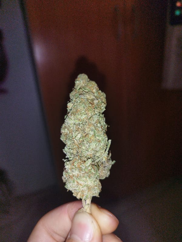 Person photographed holding cannabis bud in close-up image