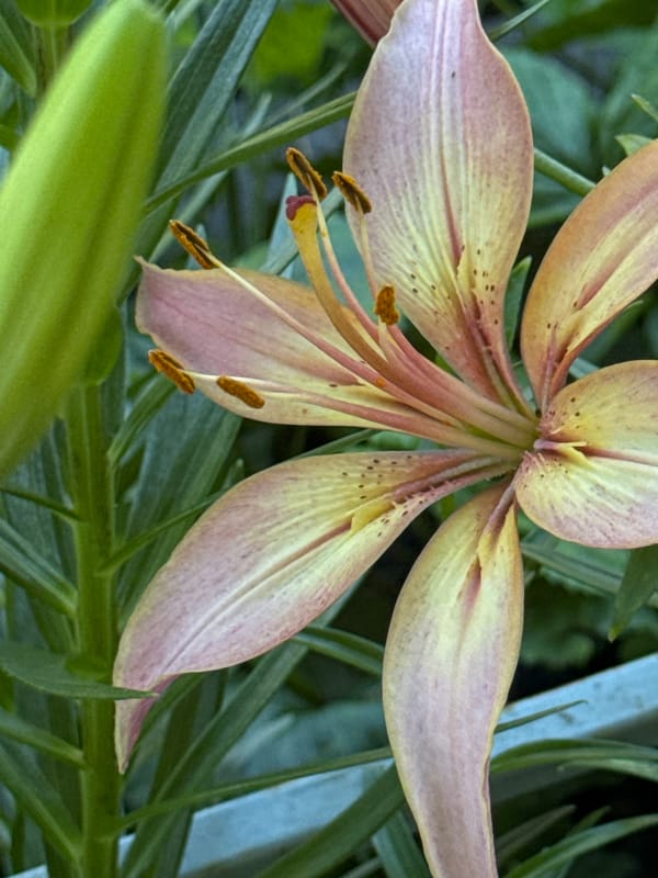 Summer garden in full bloom, Narowlya — flowers and ripe fruit