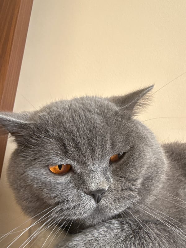 Gray cat photographed upside-down in playful poses in Pleven