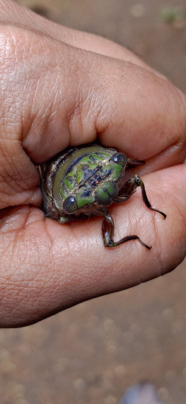 Cicadas, lizards, and backyard nature in Vallecito, Venezuela