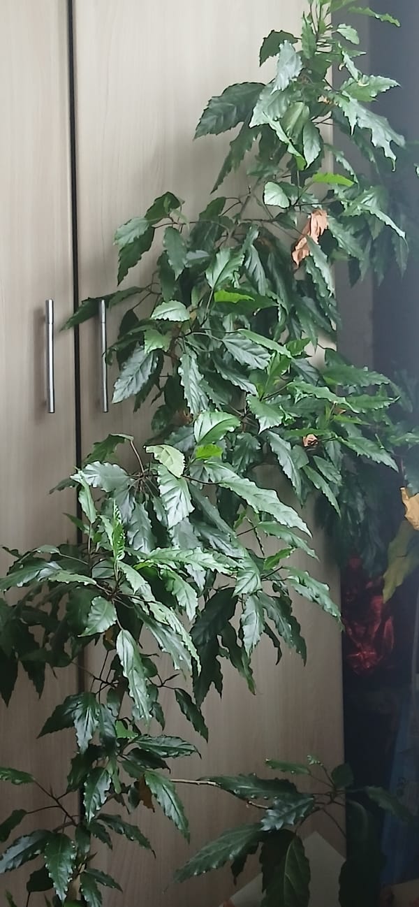 Houseplant with serrated leaves beside a wooden wardrobe indoors.