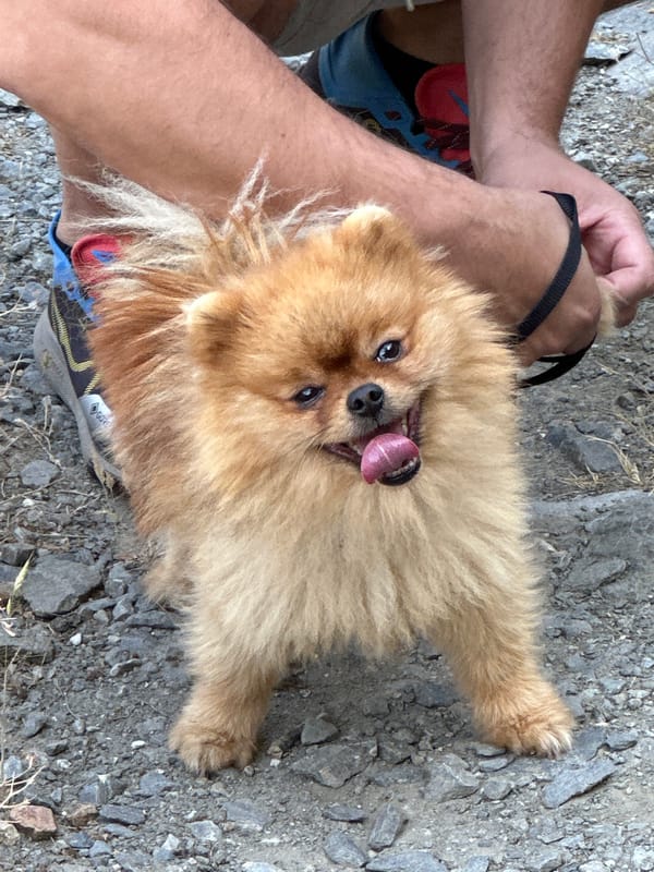 Pomeranian and medieval fortress, one morning in Asenovgrad