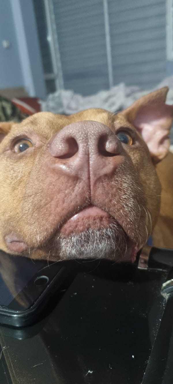 Brown dog with golden eyes spotted resting near window