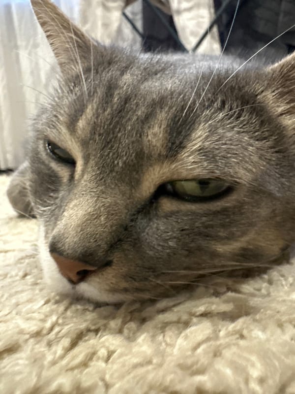 Cat naps indoors while a dramatic sunset unfolds outside