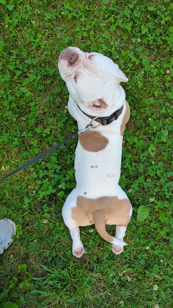 Sunny afternoon in Kommunarka: puppy in the grass, selfies outside