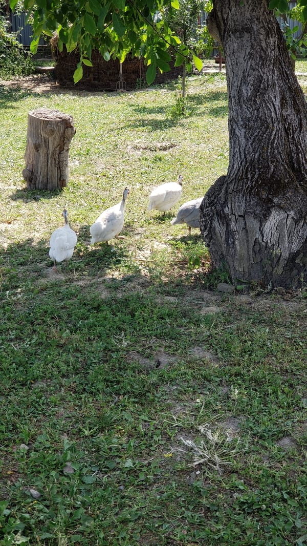 Summer afternoon in a quiet Slovak village, wildlife and gardens