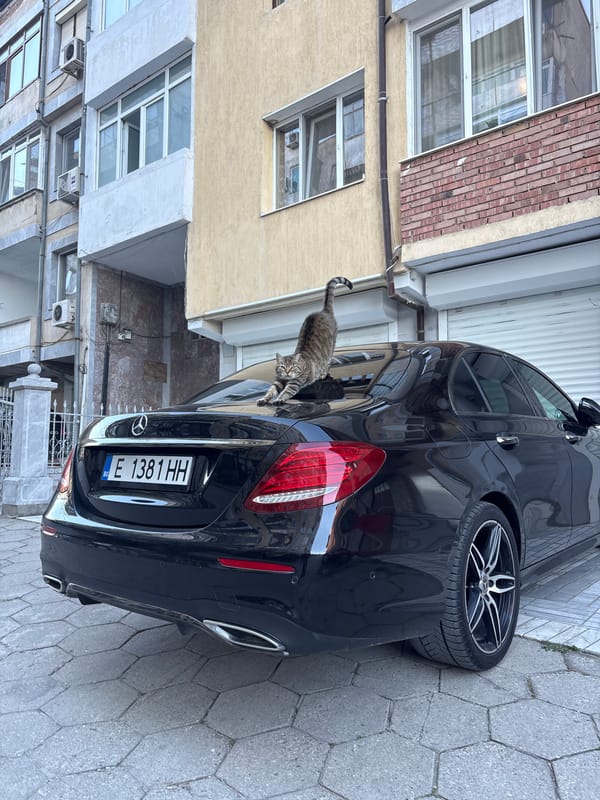Cat spotted lounging on parked Mercedes in Sandanski