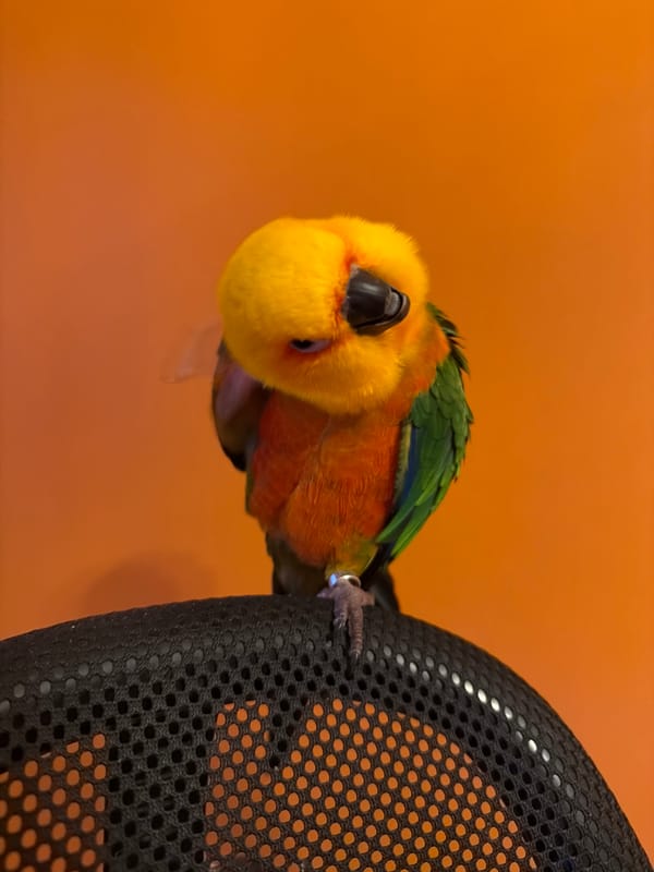 Sun conure and a blazing sunset in Khimki
