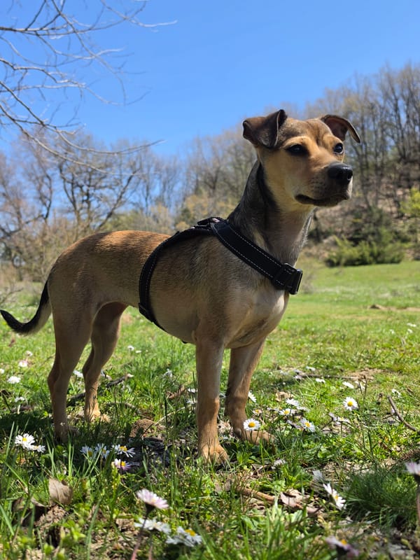 Tan dog in black harness spotted in daisy field