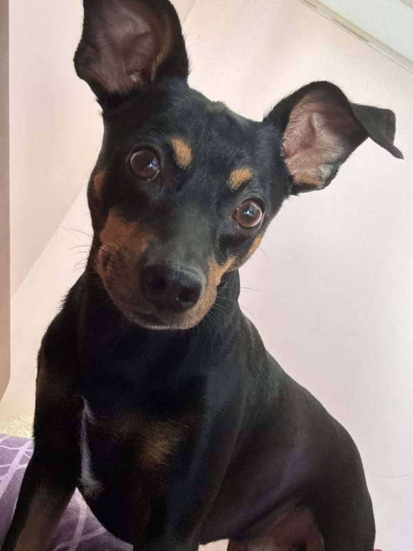 Close-up series of an alert miniature pinscher indoors