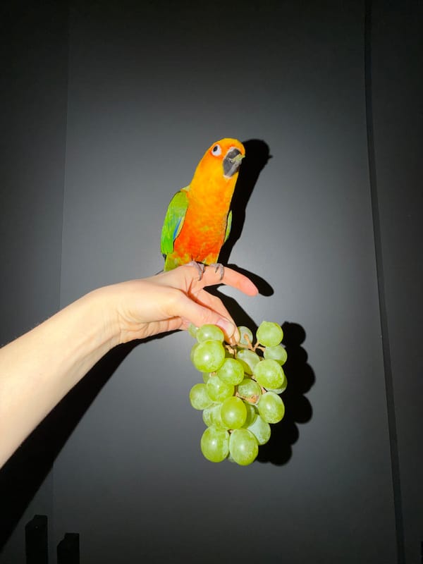 Woman enjoys moment with colorful parrot in Khimki