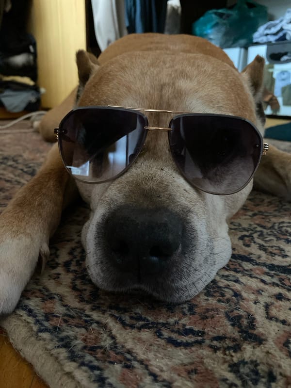 Dog in sunglasses photographed on patterned rug in Bulgaria