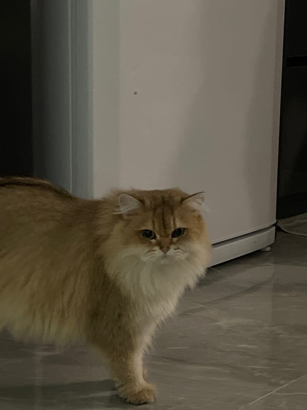 Fluffy cat at home in Aksu, Turkey