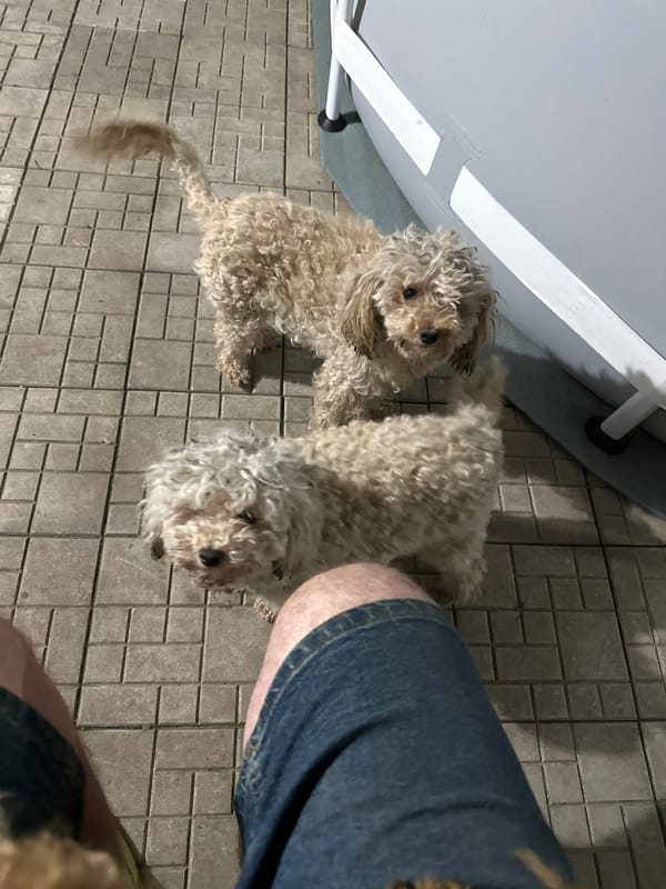 Summer backyard night in Pîrlița, Moldova — pets, pool, and odds and ends