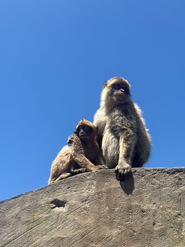 Barbary macaques on the rocks in Gibraltar