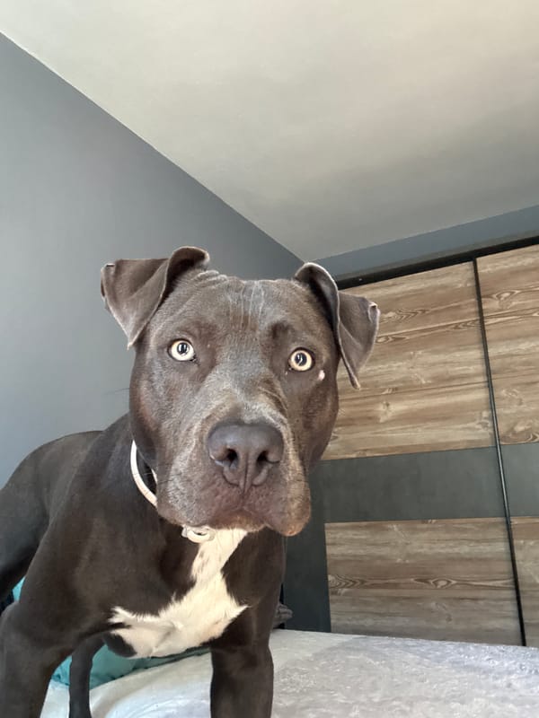 Pit bull mix plays and poses on a bed in Varna