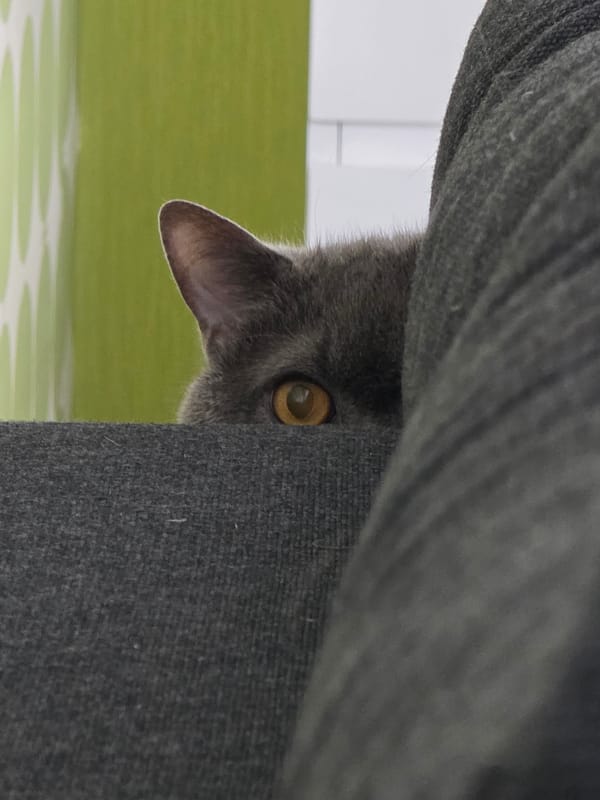 Grey cat spotted peeking behind fabric in Kaliningrad