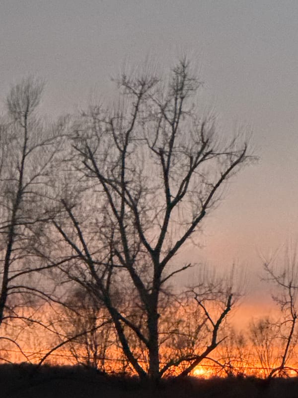 Spring evening sky captured through bare branches in Dmitrov
