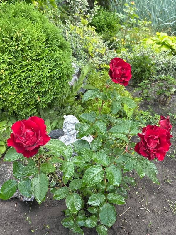 Rain-soaked garden roses in full bloom, Zvenyhorodka