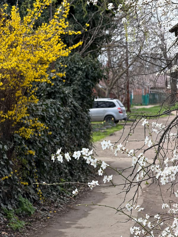 Spring blossoms and daily moments captured in Russian towns