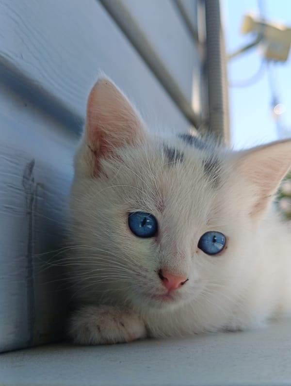White cats with unusual eye colors spotted in morning hours