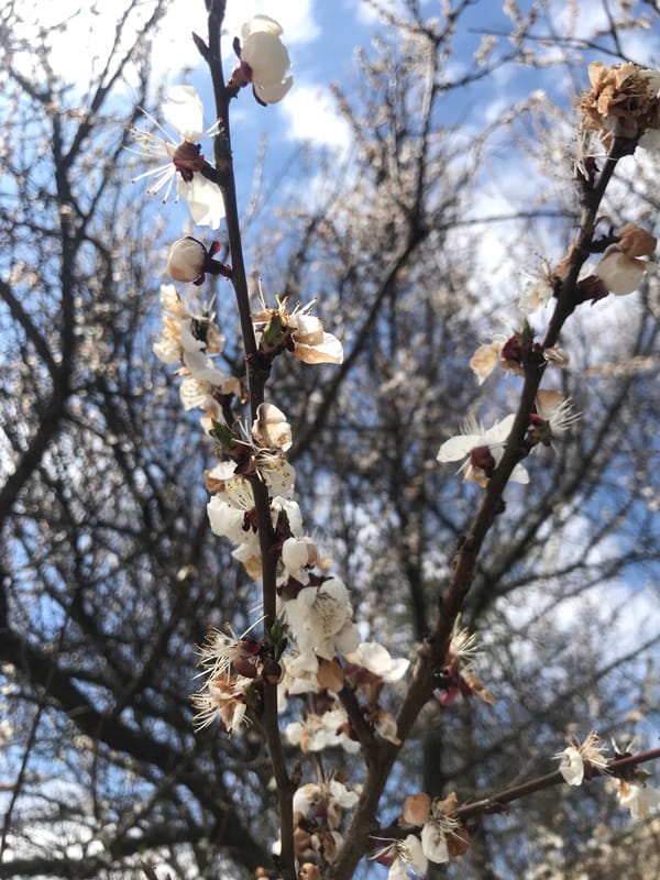 Spring flowers bloom in Kharkiv amid ongoing regional tensions
