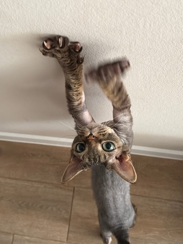 Tabby cat photographed in multiple poses in Prikamskii, Russia
