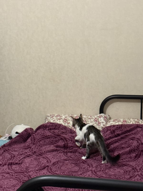 Young adults spend evening with cats in Saint Petersburg