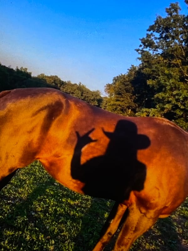 A quiet Venezuelan countryside at dusk, horses, cats, and livestock