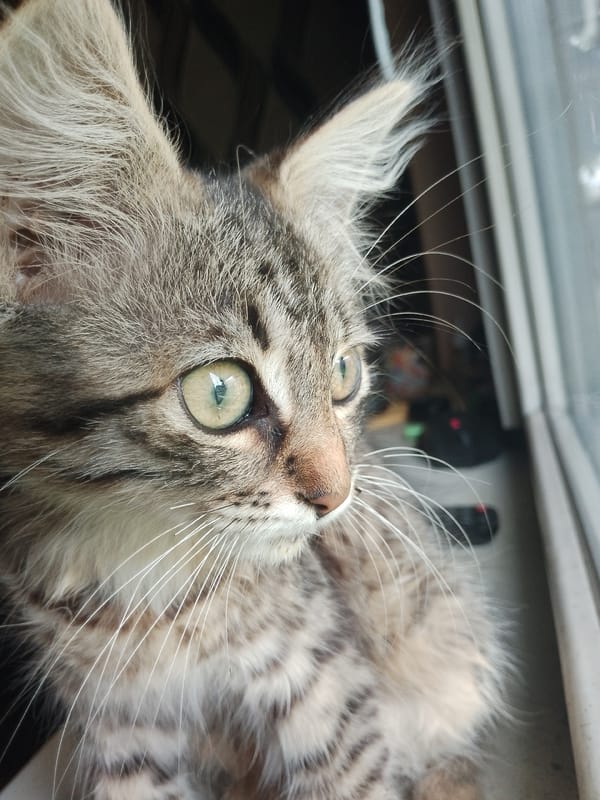 Tabby kitten caught window-watching and mid-meow at home
