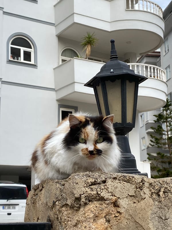 Cats and spring flowers observed in Alanya, Turkey