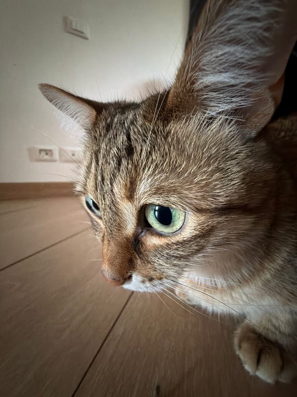 Tabby cats observed interacting in Milan morning scene
