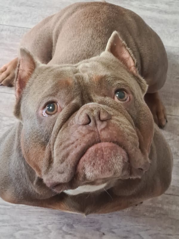 Bully-breed dog chilling at home, various angles