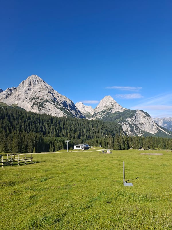Highland cow grazing in a sunny mountain meadow