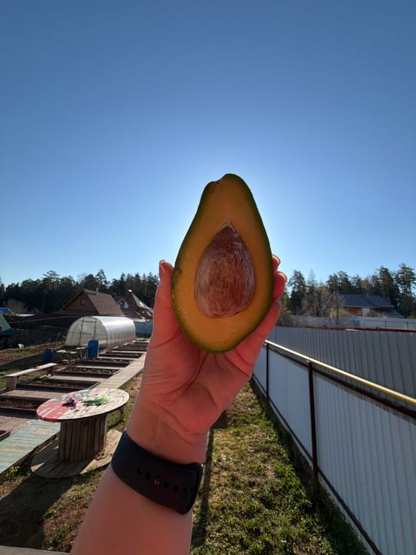 Early morning avocado breakfast documented in Chaikovsky, Russia